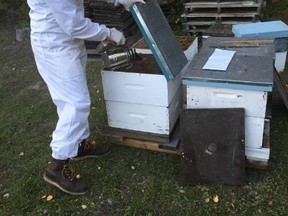 Andrew Currington tends his hives on his farm in Seba Beach - Photo supplied.