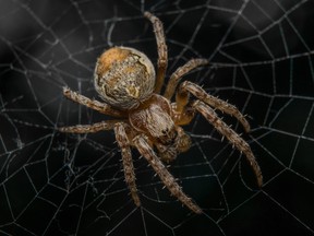 A spider is pictured in this file photo. (Fotolia)