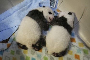 The panda cubs are now nearly six weeks old and will be living within the maternity area inside the Giant Panda House at the Toronto Zoo for approximately four to five months. (Toronto Zoo handout)