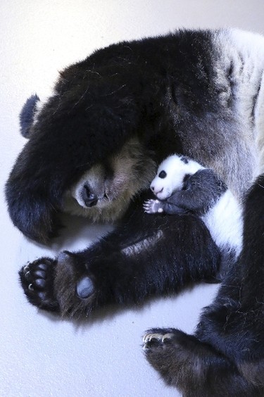 Giant panda mother Er Shun holds one of her twin cubs at the Toronto Zoo. (REUTERS)