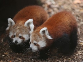 Red panda cubs, born in June, make their public debut at the Philadelphia Zoo, Wednesday, Nov. 18, 2015, in Philadelphia. At left is the female and the male cub is on the right. The cubs have been named after a pair of American revolutionary figures. (David Maialetti/The Philadelphia Inquirer via AP)