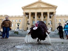 Buddy the turkey stands outside the Alberta Legislature as farmers gather to protest Bill 6, in Edmonton, Alta. on Friday Nov. 27, 2015. David Bloom/Edmonton Sun