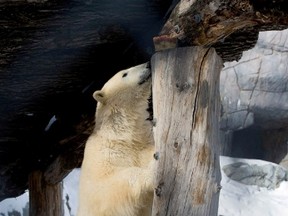 Storm, a polar bear at Assiniboine Park Zoo, has picked the Edmonton Eskimos to win the Grey Cup on Sunday. (DAN HARPER/DANHARPER.COM FILE PHOTO)