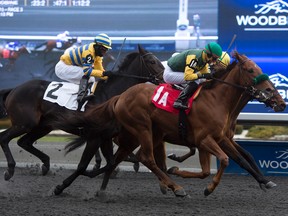 Mike, guided by jockey Gary Boulanger, won his debut as a thoroughbred on Sunday at Woodbine, rallying in the $45,000 event. (MICHAEL BURNS/PHOTO)