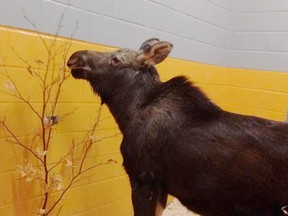 Photo supplied
Ella the moose nibbles on some browse at the Ontario Veterinary College in Guelph, where she is recuperating from an operation.