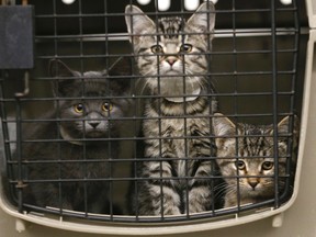 Some of 40 cats rescued from a Quebec hoarding situation and brought to Toronto for fostering and adoption through Toronto Cat Rescue on Monday November 30, 2015. (Michael Peake/Toronto Sun)