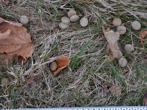 Poisoned dog kibble found on the ground around a mailbox on Shawbridge Blvd. in Vaughan. (YRP via Twitter)