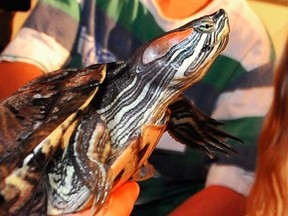 A red-earred slider turtle is pictured in this file photo. (Postmedia Network files)