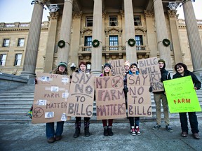 A group calling itself Farmers Against NDP Bill 6 gathers on the steps of the Alberta Legislature Building to protest Bill 6 in Edmonton, Alta., on Monday, Nov. 30, 2015. Codie McLachlan/Edmonton Sun