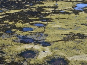 Tracks made by sauropod dinosaurs on the Isle of Skye 170 million years ago are shown in this undated handout photo provided by the University of Edinburgh in Edinburgh, Scotland, December 1, 2015.  On a platform of rock jutting into the Atlantic on Scotland's Isle of Skye, hundreds of newly discovered dinosaur tracks are changing the way scientists view the lifestyle of some of the  largest creatures ever to walk the Earth, according to research published by the Scottish Journal of Geology. REUTERS/Steve Brusatte/University of Edinburgh/Handout via Reuters