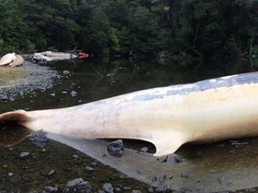 Handout photo released by the Huinay Scientific Field Station of sei whales beached at the Gulf of Penas, Chile on April 21, 2015. More than 300 whales have been found washed up in a remote inlet in Patagonia in southern Chile in one of the largest die-offs on record, researchers said on December 1, 2015. AFP Photo/Huinay Scientific Field Station/Vreni Haussermann