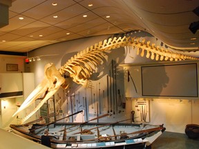 The skeleton of a 46-foot sperm whale hangs in Nantucket?s Whaling Museum. It washed ashore in 1998. (Wayne Newton/Special to Postmedia News)