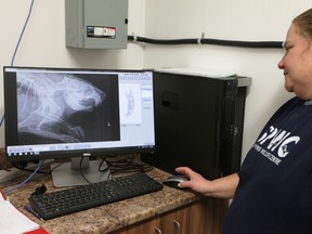 Leah Birmingham examines a radiograph of a beaver that was shot with a shotgun. The beaver was taken to Sandy Pines Wildlife Centre for assistance. (Meghan Balogh/Postmedia Network)