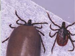 A fed adult Ixodes pacificus female tick (right) compared to an unfed one — these are native in the Lower Mainland and can carry Lyme disease. 
Submitted