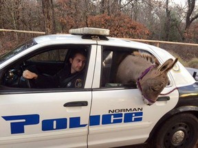 In this photo provided by the Norman, Okla., Police Department, a mini donkey pokes out of the back of a police vehicle in Norman, Okla., Tuesday, Dec. 1, 2015. (Robin Strader/Norman Police Department via AP)