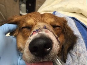 OTTAWA — Dec. 2, 2015 — Tyson after surgery. Tyson the dog was brought to Ottawa from Nicaraguan for reconstructive surgery on his snout, which was badly damaged by a machete. (Photo: Graham Thatcher)
