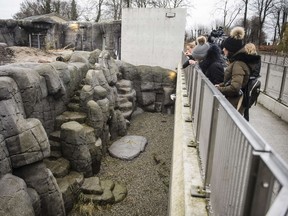 The polar bear's enclosure at the zoo in Copenhagen, after a visitor has been rescued from the cave. Keepers at Copenhagen's zoo fired rubber bullets at a polar bear to save the man who jumped into the animal's enclosure. (AFP/ SCANPIX DENMARK/SIMON LAESSOEE)