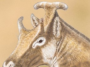 An artist' illustration shows a reconstruction of Xenokeryx amidalae, meaning "strange horn of Amidala,"  in this image released on December 2, 2015. Xenokeryx was a herbivore that roamed Europe about 15 million years ago about as big as an average deer. The males had two small horns like those of a giraffe above the eyes and a larger one shaped a bit like the letter "T" on the back of the head.    REUTERS/Israel M. Sanchez/Handout via Reuters
