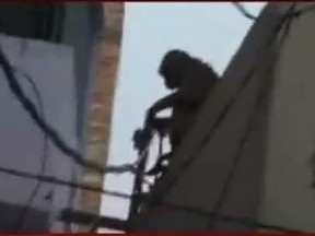 Simian monkeys have killed an Indian priest after dropping bricks on him according to local reports in Patna, a city in northeastern India. (YouTube/Screengrab)