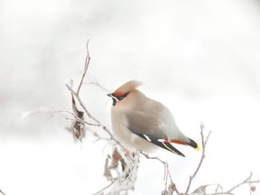 birds in winter