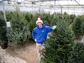 Dylan Howlett stands amongst several Christmas trees for sale at Parkway Garden Centre in London, Ont. on Tuesday December 1, 2015. (DEREK RUTTAN, The London Free Press)