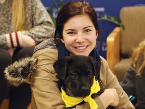 John Lappa/Sudbury Star
Asha Gosselin holds a puppy from Pet Save at Laurentian University's east residence in Sudbury on Thursday. A number of puppies were on hand for students to visit with as part of a stress relief for students before exams next week.