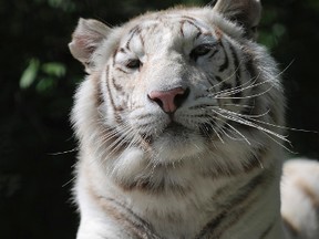 In this May 11, 2012 file photo, Tigryulia, a three-year-old white Bengal tiger, is seen in the zoo in the Black Sea resort city Yalta, Crimea. A rare white Bengal tiger cub,  an offspring of arguably Ukraine's most famous tiger, Tigryulia, has died of cold in blacked-out Crimea. The six-week-old cub died after two generators at the zoo broke down. (AP Photo/ Andrew Lubimov, File)