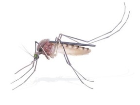 Powerful gene drive technology, which can spread an engineered mutation through a species with amazing speed, means you could, for example, modify mosquitoes so they can?t pass on malaria. But it could also have unwanted or unexpected effects and must be handled with great care, writes columnist Gwynne Dyer.