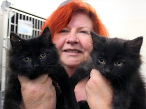 Sharon McGrath, fundraising and communications co-ordinator at the Kingston Humane Society, with two adoptable kittens in Kingston, Ont. on Saturday December 5, 2015. On Saturday the Kingston Humane Society launched their sixth annual Homes for the Holidays, offering cat adoptions at half-off. Steph Crosier/Kingston Whig-Standard/Postmedia Network