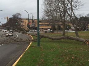 The City of Victoria tweeted a photo of downed trees in strong winds and rain on Saturday, Dec. 5, 2015. (City of Victoria/Twitter)