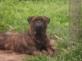 A fight between two Ontario dogs and an aggressive raccoon in the back of an animal control van has led to the discovery of the first documented case of rabies in a raccoon in the province in nearly a decade. Mr. Satan is shown in this handout photo, was one of the two bull mastiffs involved in the fight with a raccoon after being picked up by animal services. (THE CANADIAN PRESS/HO-Paula Fancey)