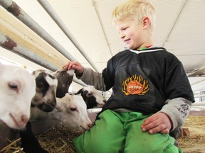 Luke Sjaarda pets young goats in one of the barns at Great Lakes Goat Dairy, his family's farm in Plympton-Wyoming, on the first day of spring, Friday March 20, 2015 near Sarnia, Ont. Goat cheese made by the family farm was recently featured on a Toronto TV talk show.
(File Photo/Sarnia Observer)