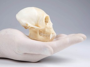 A primate skull which is part of the  largest seizure of illegal wildlife items in the history of the Australian Federal Department of the Environment, which included 11 orangutan skulls and 25 other skulls of monkeys, lynx, bears and a tiger and also teeth and skins from orangutans, lynx, otters, and a feather headdress made from a bird of paradise.  (AFP/HO/DEPARTMENT OF THE ENVIROMENT)
