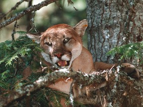 Cougars could be moving across the border from the U.S. to Manitoba in greater numbers. (Steve Nehl/AP file photo)