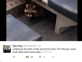 tweet raccoon
