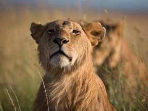 In this Tuesday, July 7, 2015 file photo, a lion sits with other members of the pride in the early morning, in the savannah of the Maasai Mara, south-western Kenya. A wildlife official said Tuesday, Dec. 8, 2015, that Maasai herdsmen have been arrested for allegedly poisoning lions in the Maasai Mara Game Reserve after the lions killed two of their cows, with the men suspected of poisoning meat which they set up for the lions to eat. (AP Photo/Ben Curtis, File)