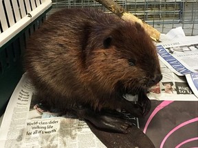 This sick, dehydrated beaver at the Rideau Wildlife Centre needs a ride to Rosseau for care and treatment. (Submitted image via Twitter)