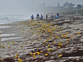 Thousands of cans and vacuum packed bricks of Cafe Bustelo brand coffee have washed up on the beaches of Indialantic, Fla., on Tuesday, Dec. 8, 2015, most likely from a barge container that had fallen overboard this past weekend. The coffee began washing ashore along an area over a mile long in Brevard County, on the east coast of Cental Florida. People began cleaning up the mess, or decided to enjoy some free java. (Tim Shortt/Florida Today via AP)