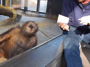 Orangutan Sees A Magic Trick