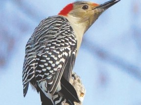 Red-bellied woodpeckers are often found in hardwood forests. They will certainly be recorded during Christmas Bird Counts across Southwestern Ontario. The numbers and range of this species grew through the late 20th century. (DARWIN KENT, Special to Postmedia News)