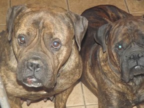 Paula Fancey's dogs, Mr. Satan and Lexus. (Supplied photo)