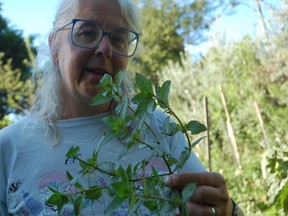 London gardener and environmentalist Maureen Temme said any decrease in insecticide or herbicide is a positive step. (File photo)