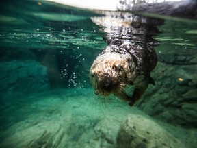 File photo of Walter, a rescued sea otter that was blinded by a shotgun blast at the Vancouver Aquarium in Vancouver, B.C. on Tuesday January 7, 2014. (Carmine Marinelli/Postmedia Network/Files)