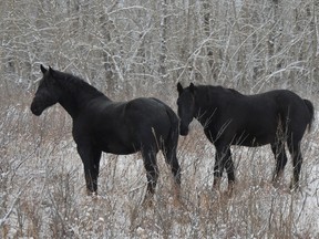 Two recently-acquired Percheron draft horses are shown at the Bar U Ranch National Historic Site in Alberta. Parks Canada is inviting suggestions for names for the two male horses, aged five and eight. THE CANADIAN PRESS/HO-Parks Canada