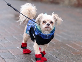 Dickens enjoys a walk in Sudbury, Ont. on Wednesday December 9, 2015. The forecast for the next few days calls for a high of 6 and a chance of rain. Gino Donato/Sudbury Star/Postmedia Network