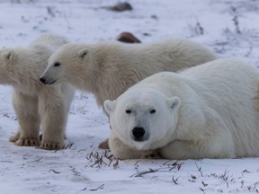 Polar bears in northern Manitoba. (POSTMEDIA NETWORK/File)