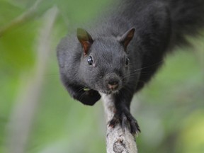 Jim Moodie/Sudbury Star
A black squirrel makes his way stealthily down a branch overhanging the photographer's deck.