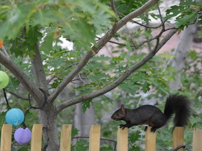 Jim Moodie/Sudbury Star
A pointy railing is no obstacle for the intrepid black squirrel.
