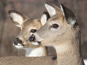 A pair of deer bask in the sun on a warm afternoon in Assiniboine Forest earlier this month. (Brian Donogh/Winnipeg Sun/Postmedia Network)