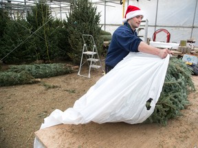 Jake Van Horik bags one of several Christmas trees for sale at Parkway Garden Centre in London. Derek Ruttan/The London Free Press/Postmedia Network